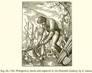 Le vigneron
