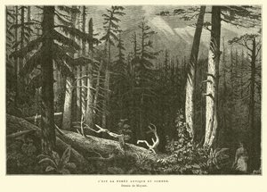 La vieille forêt sombre - French School