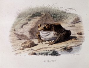 Le crapaud commun (Bufo bufo) - dans « Lacepède » - French School