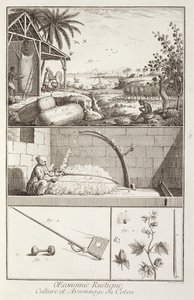 La culture du coton, de l