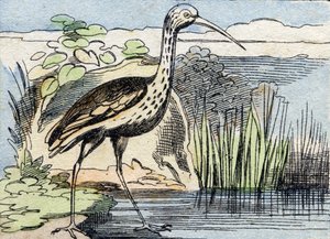 Le courlis. Gravure dans "Buffon Alphabet des Oiseaux n° 2". 3e Série n° 2. Imagerie d