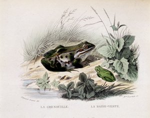 La grenouille et la pluie verte (grenouille) - dans « Lacepède » - French School