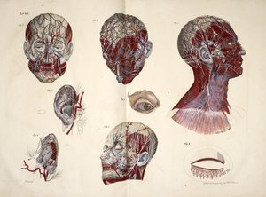La tête, l