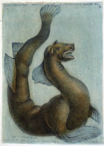 Le chameau marin. Illustration par M. Toussaint (1756) dans « Observations périodiques sur la physique, l
