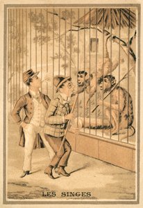 Les singes - French School