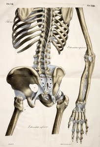 Thorax, tiré de Planches anatomiques du corps humain exécutées d