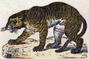 Tigre. Gravure dans "Alphabet des animaux sauvages". 9e Série. Imagerie d