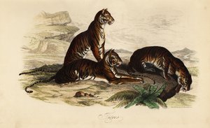 Tigre, Panthera tigris - French School