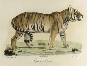 Tigre royal, femelle. Une tigresse royale, de Histoire Naturelle des Mammifères - French School