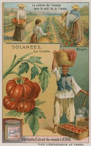 Tomate - carte commerciale de la société Liebig - French School