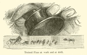 Puces dressées au travail et à l