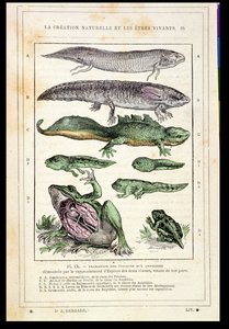 Transition des poissons en amphibiens, d