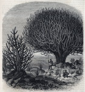 Arbre Euphorbe en Afrique de l