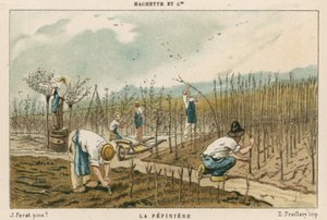 Pépinière d