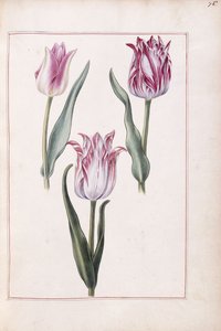 Tulipes, 18e siècle - French School