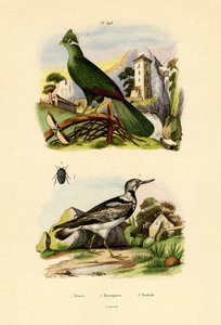 Touraco