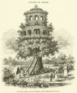 Un erable a Matibo, pres de Savigliano, dans le Piemont, Etats Sardes (engraving)