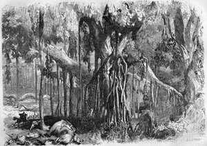 Une forêt de banians, en Inde - French School