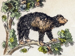 Unau (paresseux). Gravure dans « Alphabet des animaux sauvages ». 9e série. Imagerie d