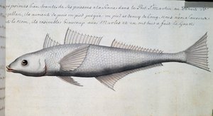 Poisson inconnu, détroit de Magellan, aquarelle du journal de bord de Jacques Gouin de Beauchesne (1652-1730), capitaine de la Compagnie royale de la Mer du Sud, de 1698 à 1701, France - French School