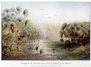 Passage du Nil supérieur avec des papyrus et des taillis de roseaux - French School