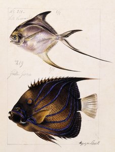 Velle... Etc, vers 1850 - French School