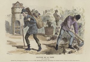 Viticulture, 15ème siècle - French School