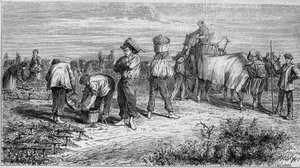 Viticulture dans le Médoc : cueillette des raisins pendant la récolte. Gravure dans « Le Monde Illustré » n°561 du 11 janvier 1868.