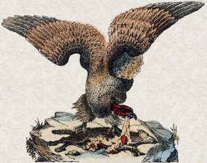 Vautour. Gravure dans « Alphabet des animaux sauvages ». 9e Série. Imagerie d