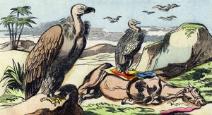 Vautours. Gravure dans "Buffon Alphabet des Oiseaux n 1". 3e Série N 1. Imagerie d