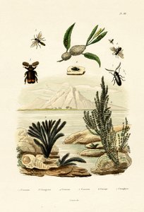 Guêpe, 1833-39