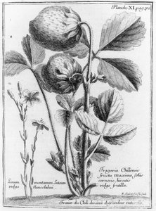 Fraise de pin de la côte ouest, de Relation du voyage de la mer du sud aux côtes du Chili et du Pérou 1712-16 par A.F. Frezier, publié en 1716 - French School