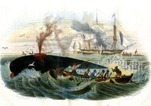 Pêche à la baleine - Planche extraite de l