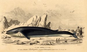 Baleine ou baleinoptère (Balaenoptera rorqual) - French School