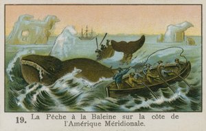 Chasse à la baleine au large de l