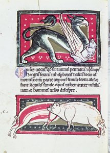 Sanglier et griffon, miniature du Bestiaire de Saltykowchsh Edrin - French School