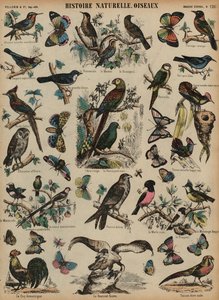 Oiseaux sauvages - French School
