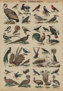 Oiseaux sauvages - French School