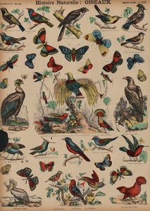 Oiseaux sauvages - French School