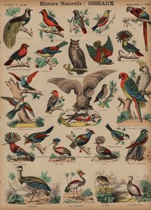 Oiseaux sauvages - French School