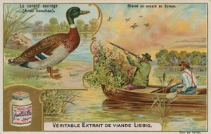 Canard sauvage ; chasse au canard en Europe - French School