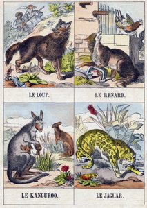 Loup; Renard; Kangourou; Jaguar. Gravure dans "Buffon Alphabet des Animaux". 3e Série N 1. Imagerie d