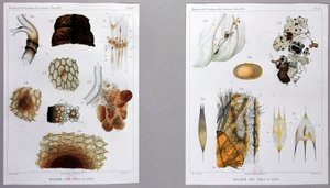 Travail sur la maladie du ver à soie présenté par Pasteur à l