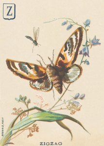 Zigzag (Lymantria dispar ou Bombyx disparate)