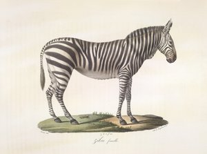Zèbre femelle, de Histoire Naturelle des Mammifères - French School