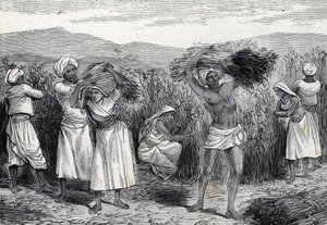 Récolte de smilax commun ou salsepareille ou liseron rugueux au Pérou (gravure) 1888 - French School