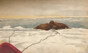Morses tués au large de la côte est de la péninsule de Taïmyr, 12 septembre 1893, 1897 - Fridtjof Nansen