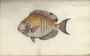 Chaetodon chirurgus, avant 1787 - Friedrich August Kruger