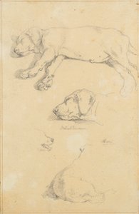 Études de chiens : Waldmann et Ami - Friedrich August Mathias Gauermann