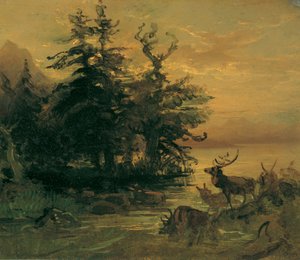 Cerfs se baignant au bord d